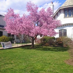 Board of Trustees Update, June 2025 Board of Trustees Update, June 2025