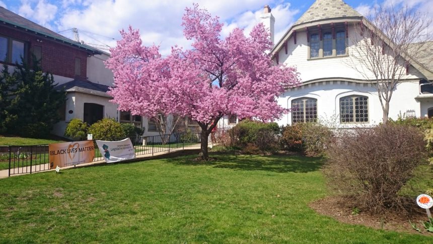 Board of Trustees Update, June 2025