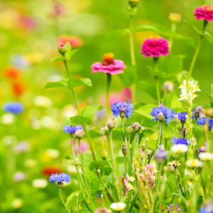 The UUCM Senior Lunch Bunch’s June 23, 2021 Meeting in Jenny Bakshi’s Garden The UUCM Senior Lunch Bunch’s June 23, 2021 Meeting in Jenny Bakshi’s Garden