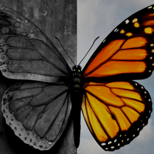 Mental Wellness and Inherent Worth and Dignity