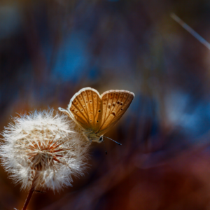 Return of “The Sensitive Guy”