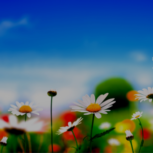 Sing Out for Spring!