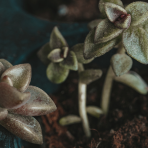 How Unitarian Universalists Can Change the World